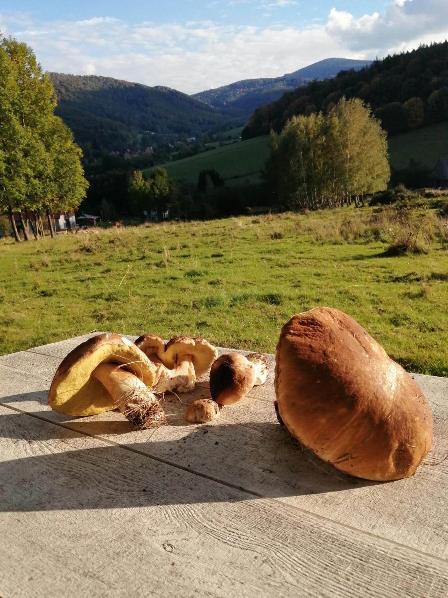 Domek W Gorach Sowich Pieszyce 外观 照片